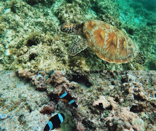 菲律宾新比斯开省潜水胜地推荐(哪个季节去)